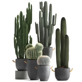 Collection of plants 4